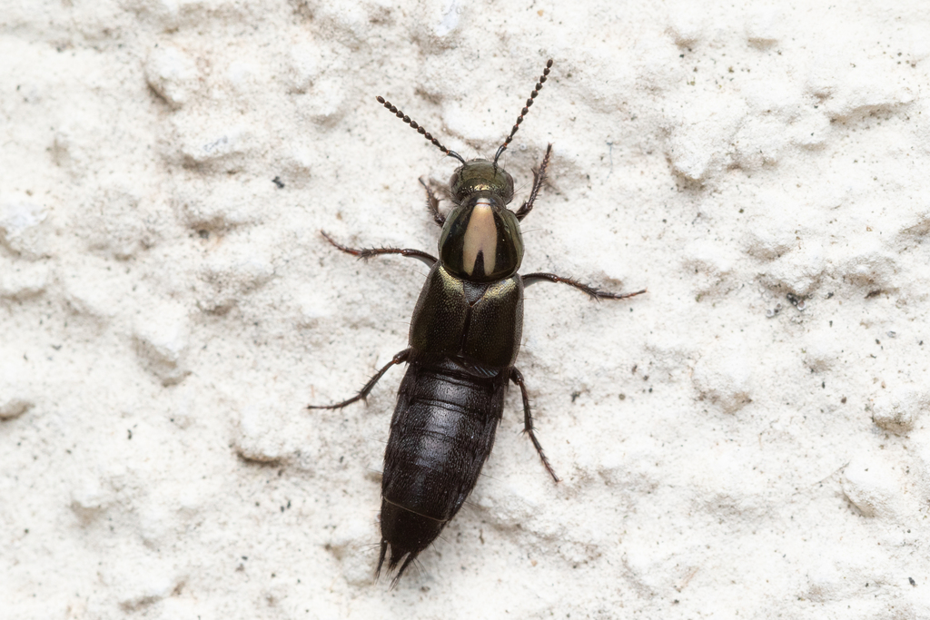 Philonthus laminatus