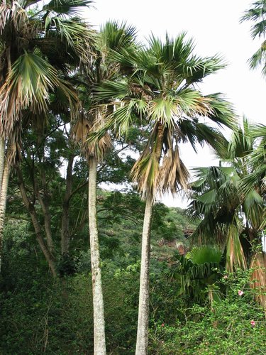 Hawai'i Pritchardia (Pritchardia maideniana) · iNaturalist