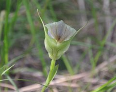 Pterostylis baptistii
