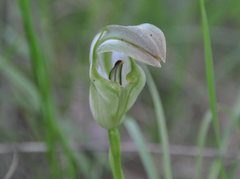 Pterostylis baptistii