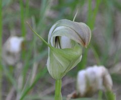 Pterostylis baptistii