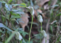 Pterostylis baptistii