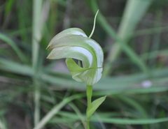 Pterostylis baptistii