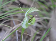 Pterostylis baptistii