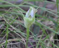 Pterostylis baptistii