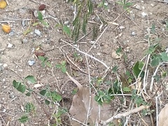 Sitana ponticeriana