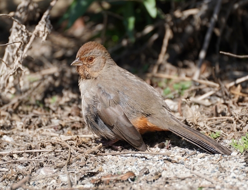 iNaturalist observation photo of California Towhee
