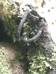 Xylaria corniformis