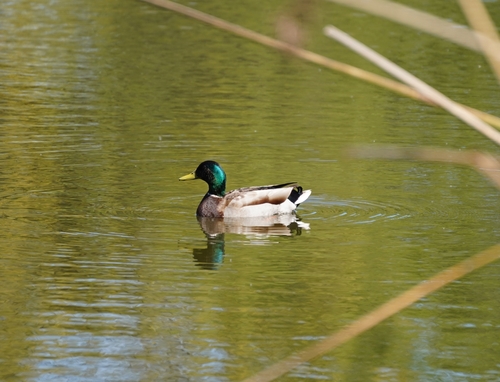 iNaturalist observation photo of Mallard