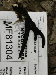 Xylaria corniformis