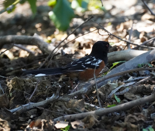 iNaturalist observation photo of Spotted Towhee