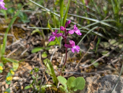 Image of Orchis quadripunctata by (c) Elias, some rights reserved (CC BY)