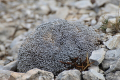 Arenaria tetraquetra, photograph (c) Fran Gonzalez, some rights reserved (CC BY)