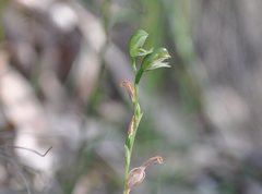 Pterostylis longifolia