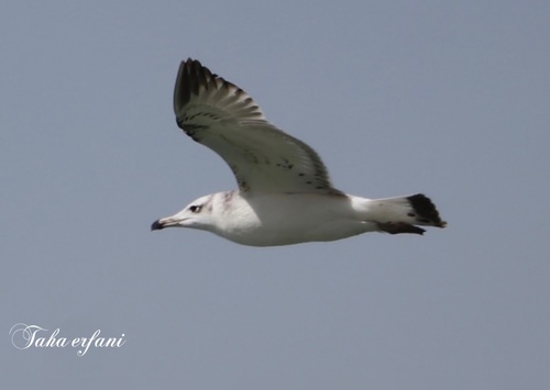 Pallas's Gull