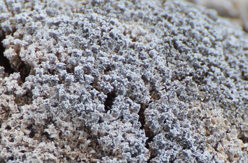 Image of Arenaria tetraquetra by (c) Fran Gonzalez, some rights reserved (CC BY)