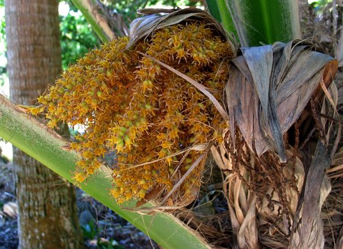 Pritchardia martii
