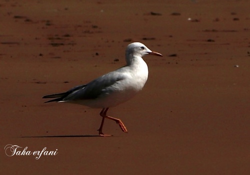 Slender-billed Gull