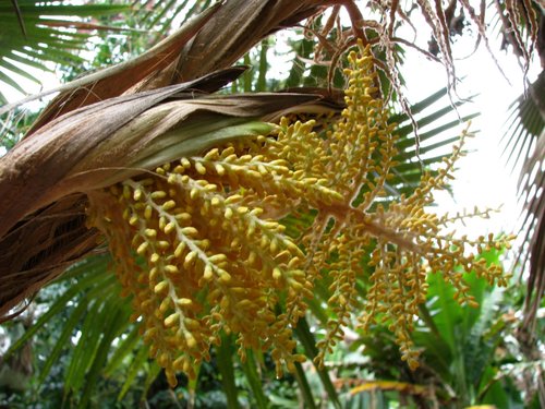 Pritchardia minor