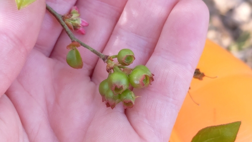 Image of Vaccinium fuscatum by no rights reserved