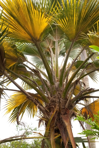 Pritchardia minor
