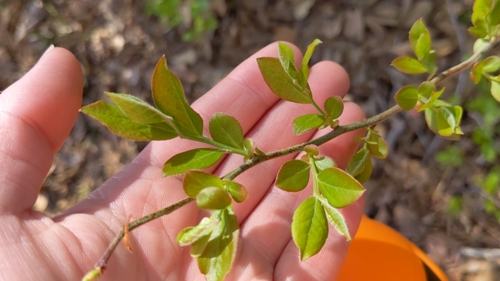 Image of Vaccinium fuscatum by no rights reserved