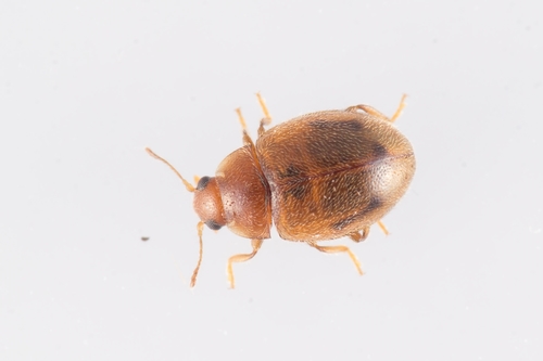 Pointed-keeled Rhyzobius, photo 3 of 7