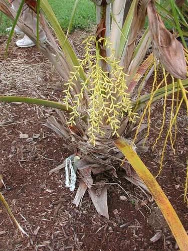 Pritchardia perlmanii