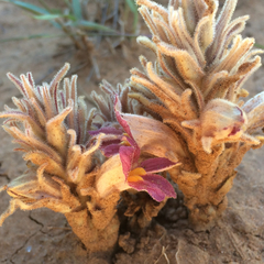 Aphyllon multiflorum