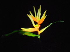 Heliconia aurantiaca
