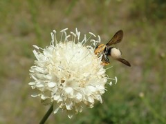 Trachusa interrupta