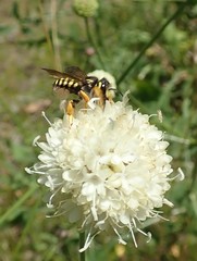 Trachusa interrupta