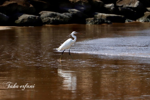 Little Egret