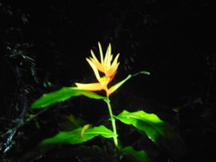 Heliconia aurantiaca