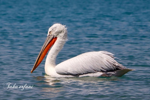Dalmatian Pelican