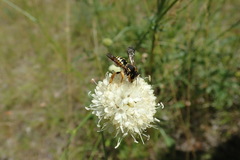 Trachusa interrupta