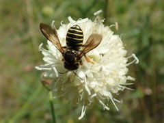 Trachusa interrupta