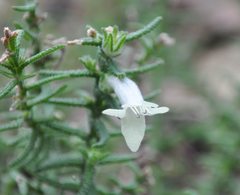 Chloanthes stoechadis
