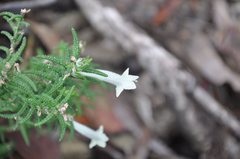 Chloanthes stoechadis