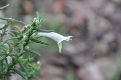 Chloanthes stoechadis