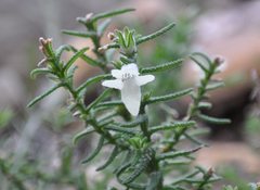 Chloanthes stoechadis