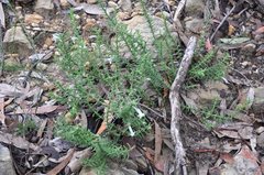 Chloanthes stoechadis