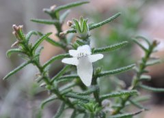 Chloanthes stoechadis