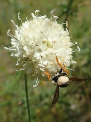 Trachusa interrupta
