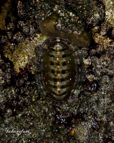 Rhyssoplax peregrina