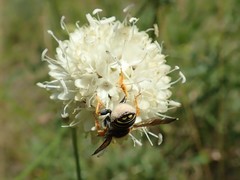 Trachusa interrupta