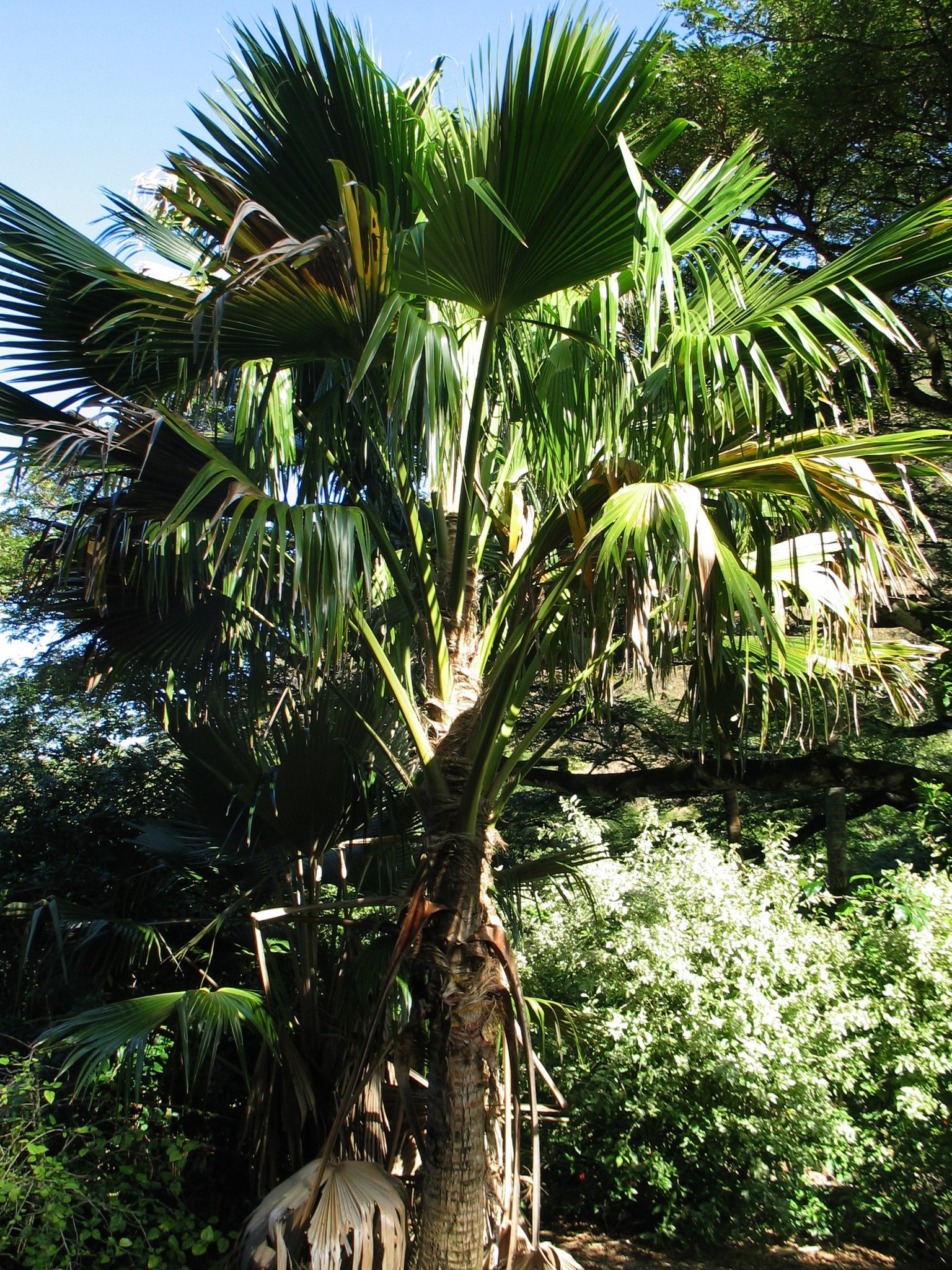 Pritchardia waialealeana