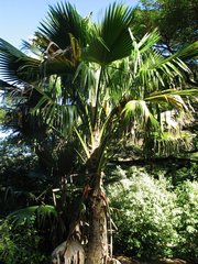 Wai'ale'ale Pritchardia (Pritchardia waialealeana)