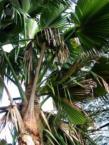 Pritchardia waialealeana