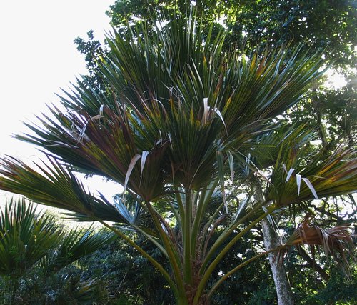Hawai'i pritchardia (Pritchardia maideniana)